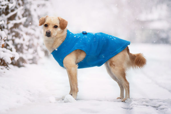 Vsepropejska Lonato fleecová mikina pro psa na ZIP Barva: Modrá