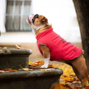 Vsepropejska Bulldog zimní bunda pro psa Barva: Červená