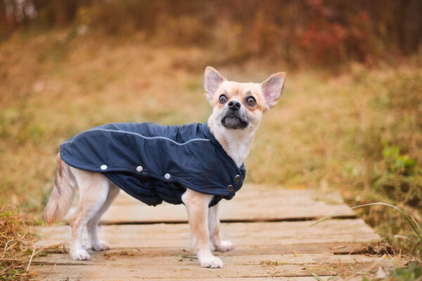 Vsepropejska Reflex zimní bunda pro psa Barva: Modrá