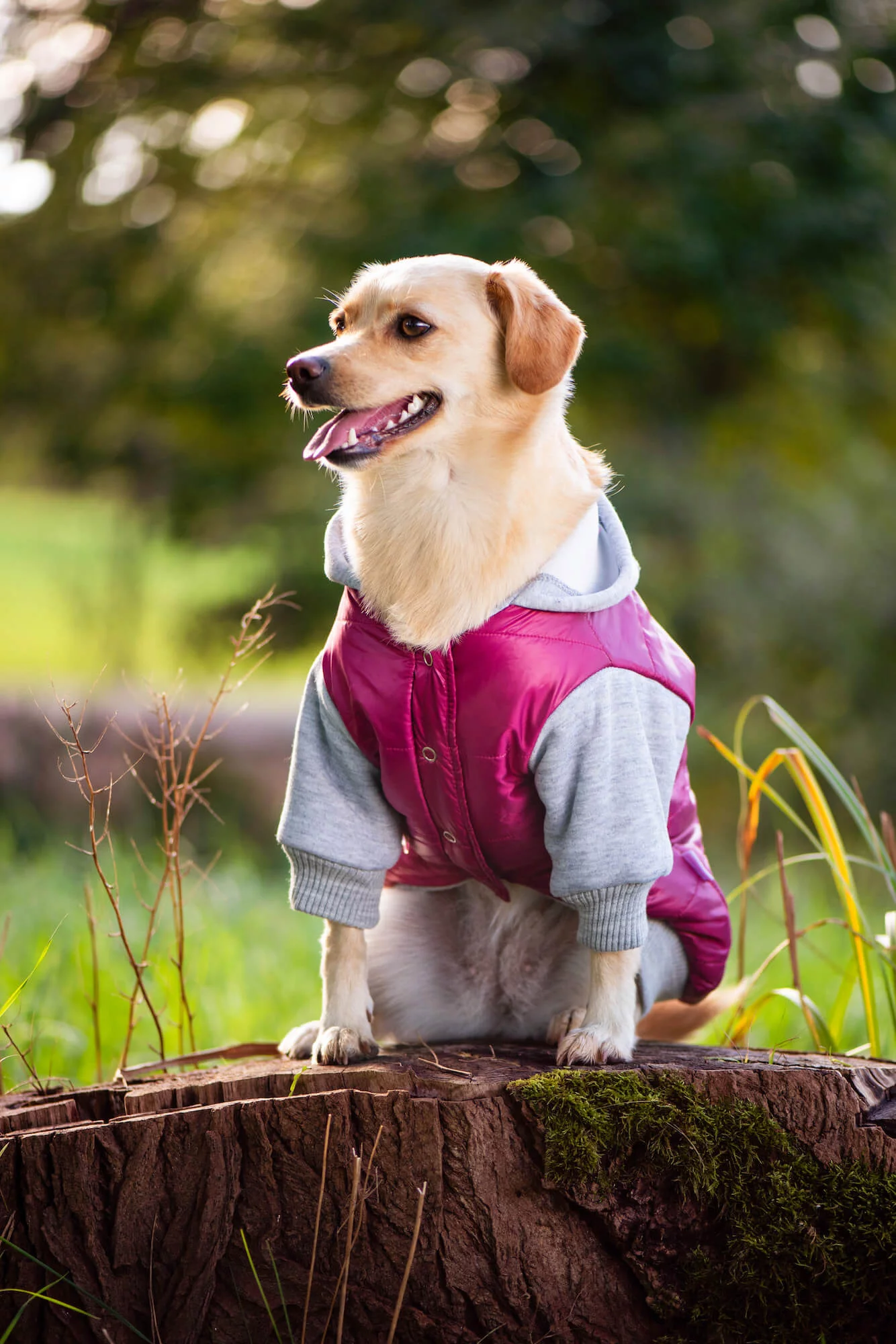Vsepropejska Tabs bunda pro psa Barva: Růžová