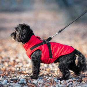 Vsepropejska Diamant zimní bunda pro psa s postrojem Barva: Červená