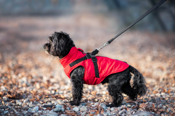 Vsepropejska Diamant zimní bunda pro psa s postrojem Barva: Červená