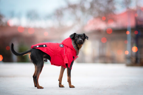 Vsepropejska Ronys zimní bunda pro psa Barva: Zelená