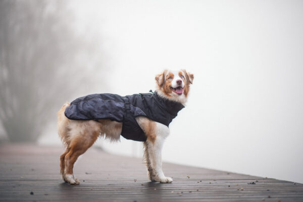 Vsepropejska Rosko zateplená bunda pro psa Barva: Černá
