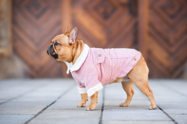 Vsepropejska Deril manšestrová bunda pro psa Barva: Růžová
