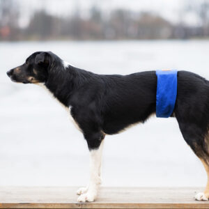 Vsepropejska Safe modrý protiznačkovací pás pro psa Obvod slabin (cm): 30 - 38