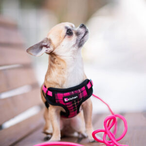Vsepropejska Cruel postroj pro psa s vodítkem | 31 – 55 cm Barva: Růžová