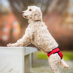 Vsepropejska Fixed červené hárací kalhotky pro psa Obvod slabin (cm): 55 - 65