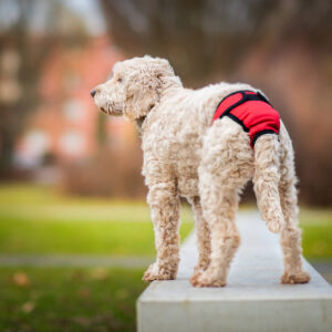 Vsepropejska Fixed červené hárací kalhotky pro psa Obvod slabin (cm): 60 - 75