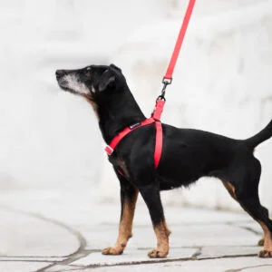 Obvod hrudníku: 44 - 60 cm