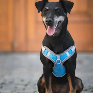 Vsepropejska Havi postroj pro psa s vodítkem Barva: Modrá