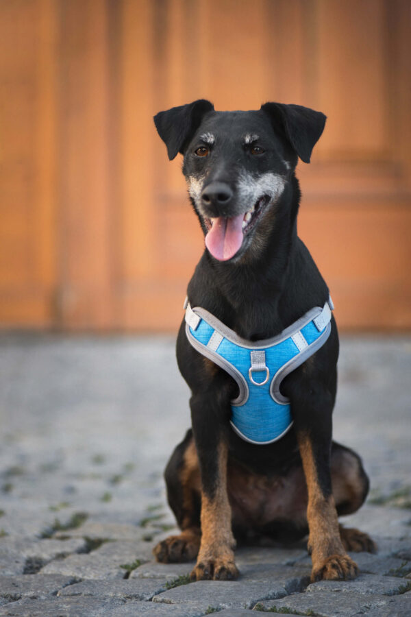 Vsepropejska Havi postroj pro psa s vodítkem Barva: Modrá