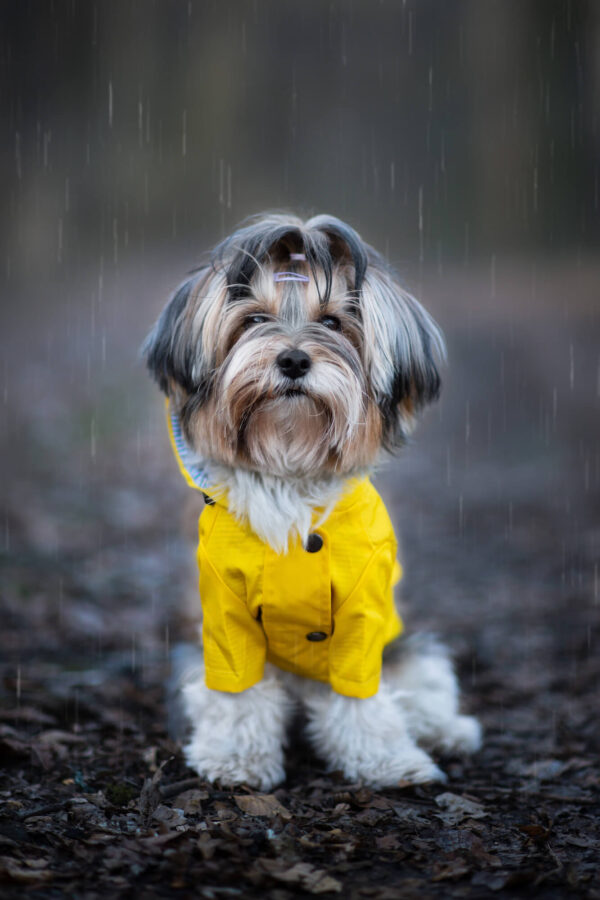 Vsepropejska Riska pláštěnka pro psa Barva: Žlutá