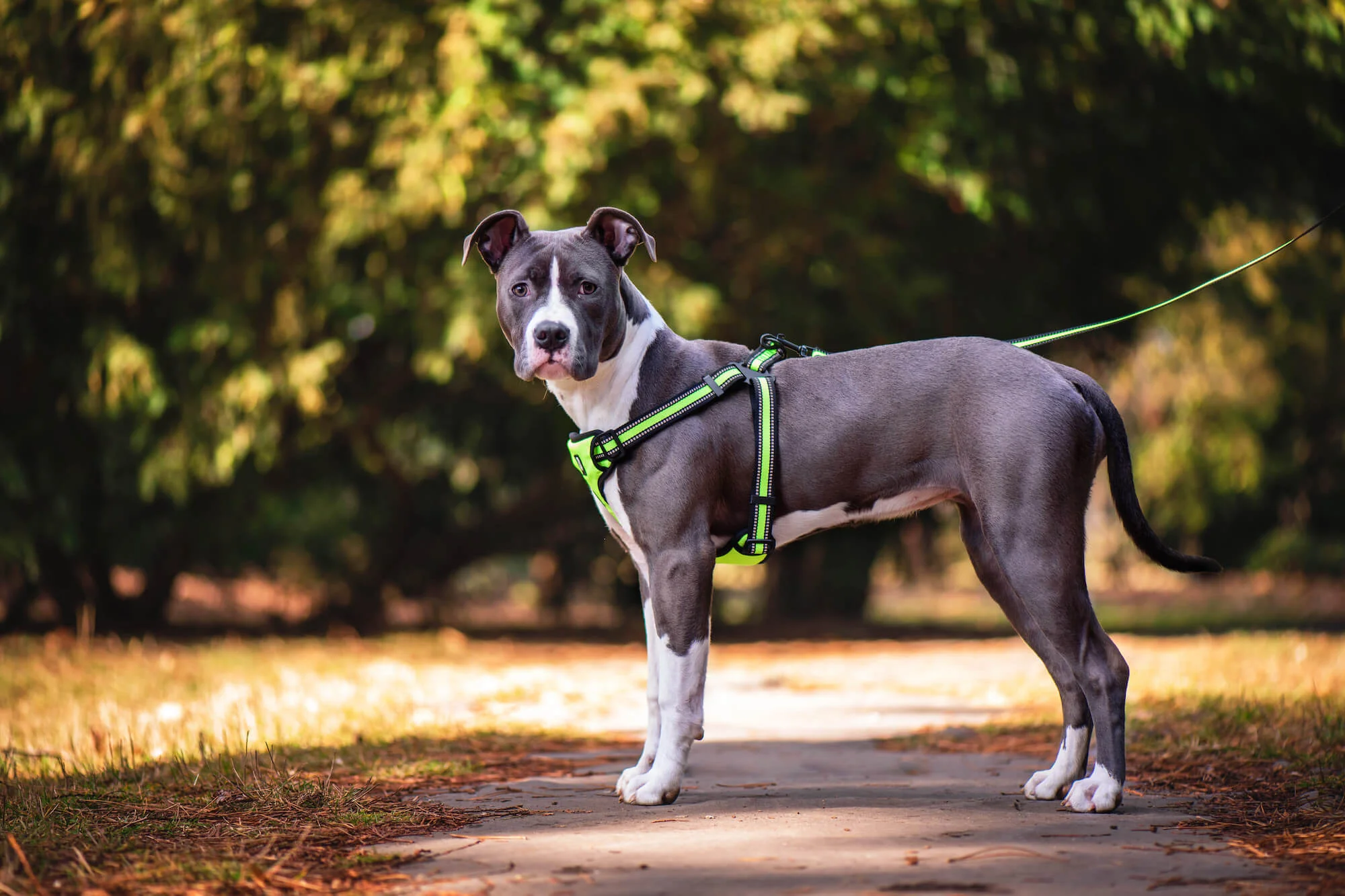 Obvod hrudníku: 49 - 75 cm