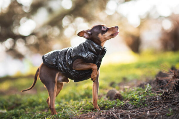 Vsepropejska Warm zimní bunda pro psa s kožichem Barva: Černá