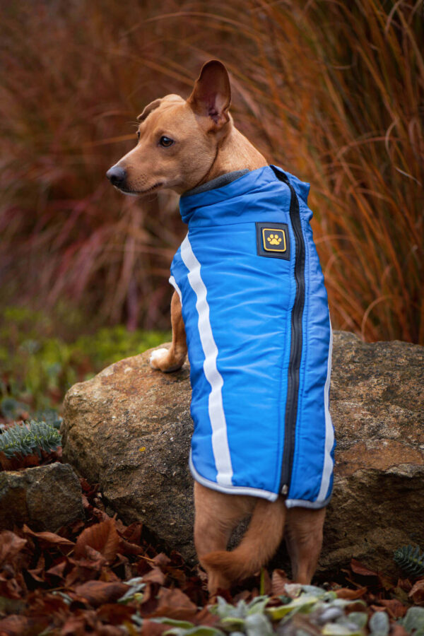 Vsepropejska Faraon bunda pro psa na ZIP Barva: Modrá