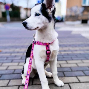 Vsepropejska Retro přepínací vodítko pro psa | 220 cm