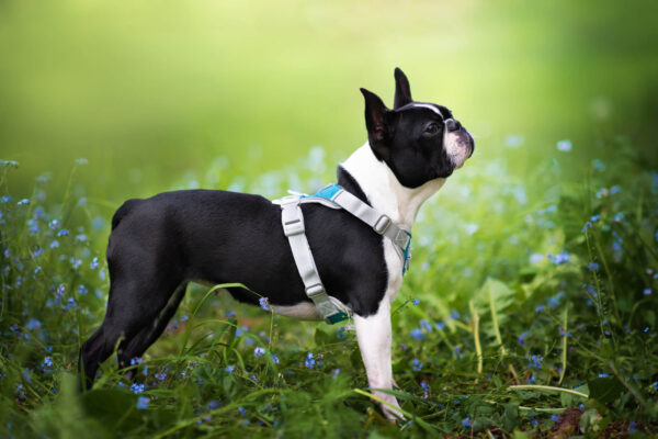Vsepropejska Ricota sportovní kšíry pro psa | 36 – 73 cm Barva: Modrá