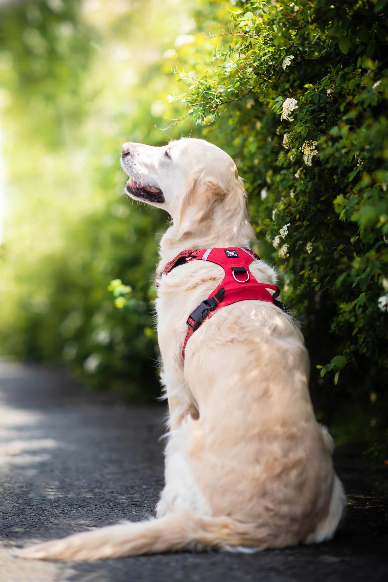 Obvod hrudníku: 58 - 79 cm