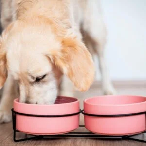 Vsepropejska Doris dvojitá keramická miska pro psa či kočku Barva: Růžová