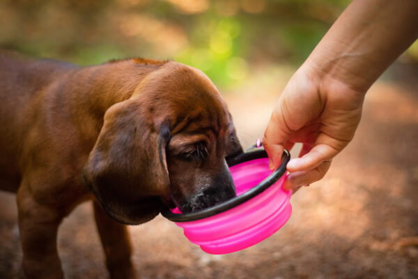 Vsepropejska Folo cestovní miska se skobou pro psa Barva: Růžová