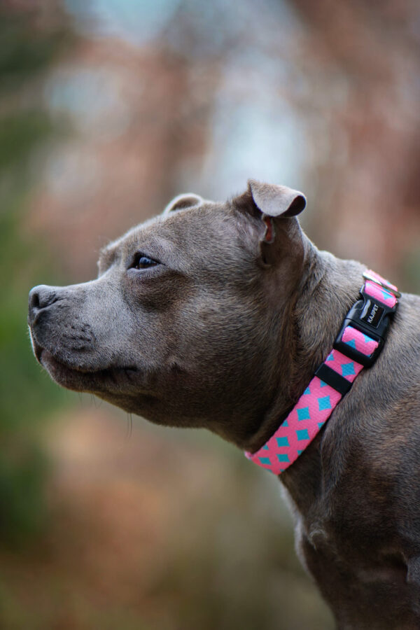 Vsepropejska Furio růžový obojek pro psa Typ: Obojek
