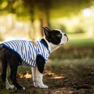 Vsepropejska Kamar pruhované tričko pro psa Barva: Modrá