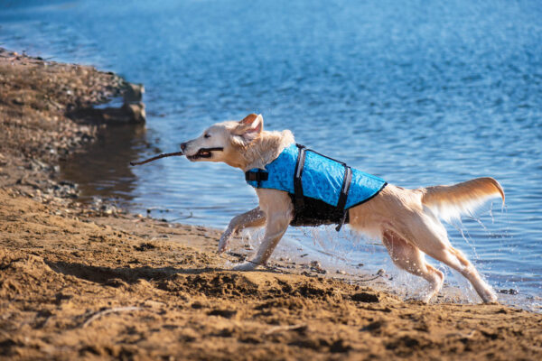 Vsepropejska Orsa plovací vesta pro psa Barva: Modrá