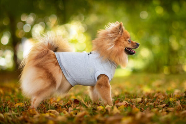 Vsepropejska Enji elastické tričko pro psa Barva: Šedá