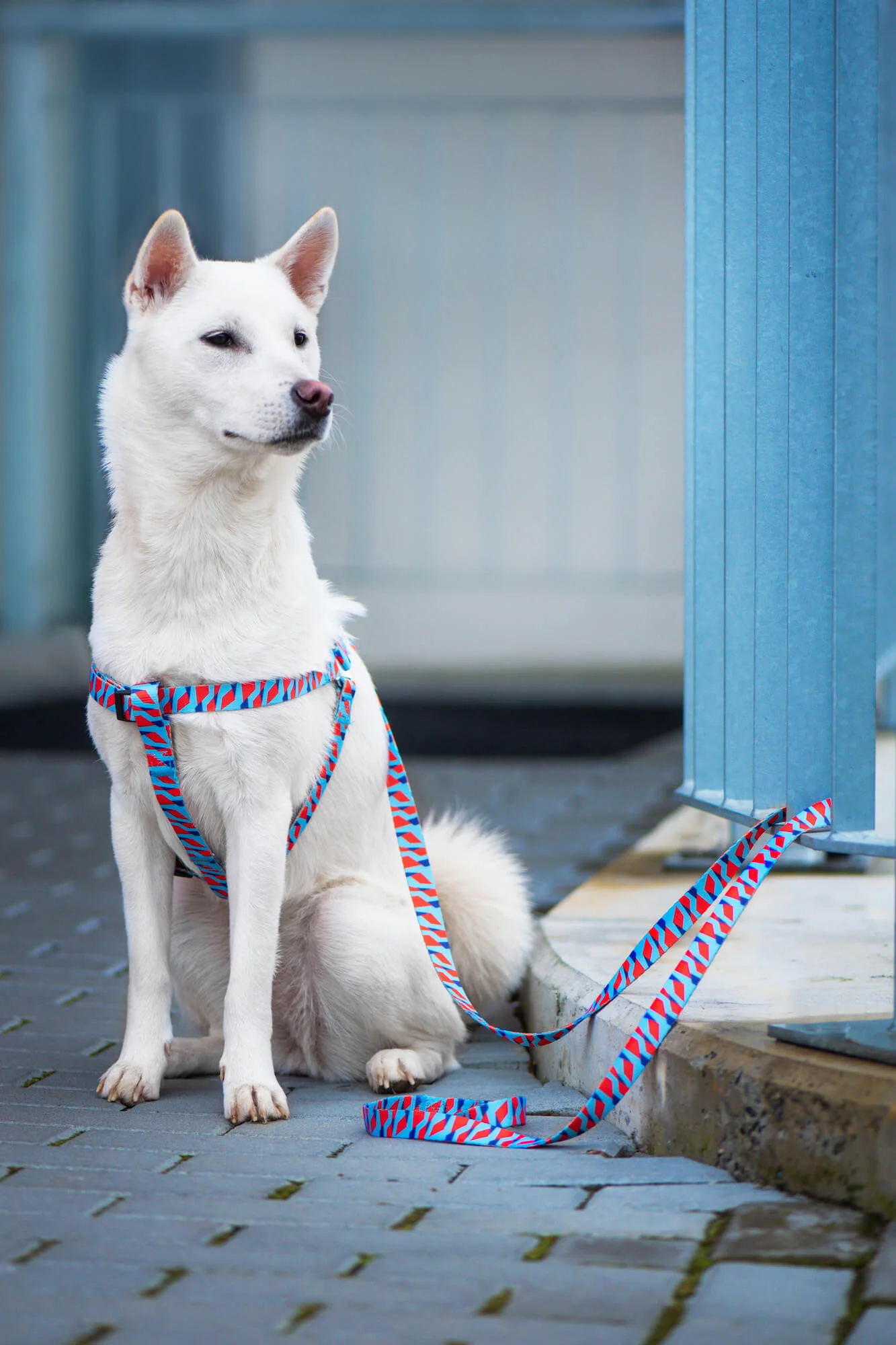 Obvod hrudníku: 46 - 70 cm