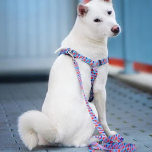 Vsepropejska Geo modro-červený postroj pro psa Barva: Modro-červená