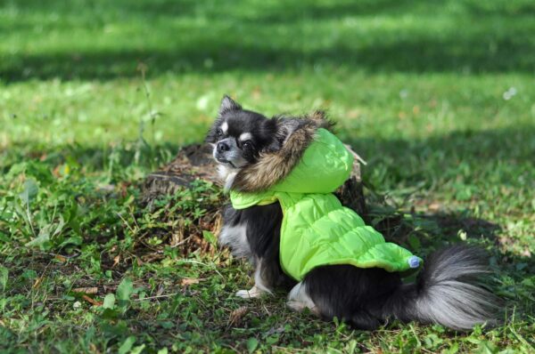 Vsepropejska Neo zimní bunda s kapucí pro psa Barva: Žlutá