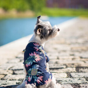 Vsepropejska Zyra plážová košile pro psa Barva: Modrá
