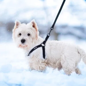 Vsepropejska Georgia postroj pro psa s vodítkem Barva: Černá