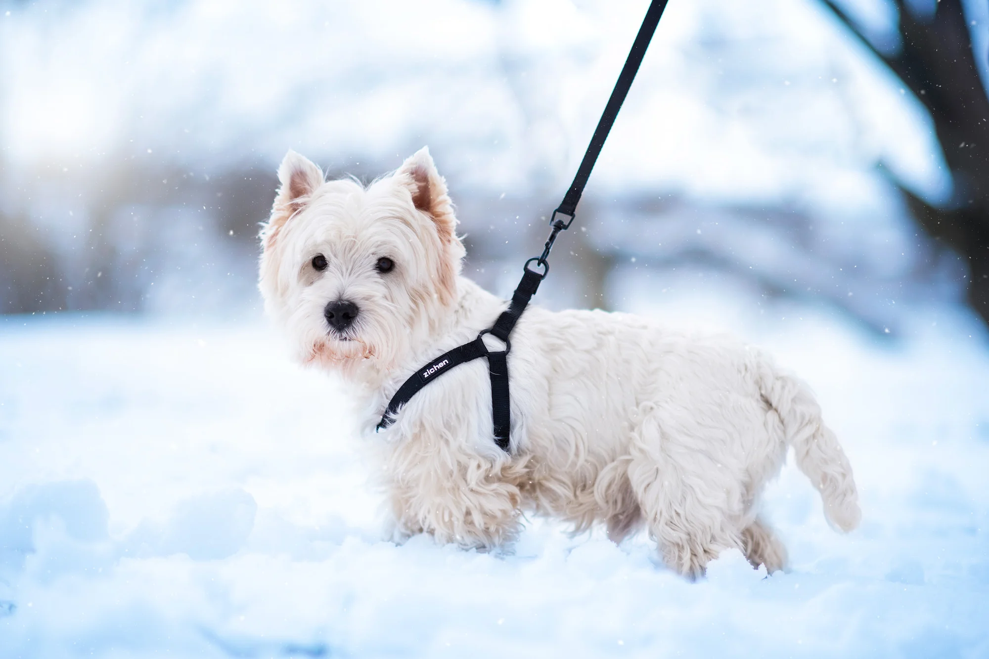 Vsepropejska Georgia postroj pro psa s vodítkem Barva: Černá