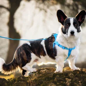 Vsepropejska Georgia postroj pro psa s vodítkem Barva: Zelená