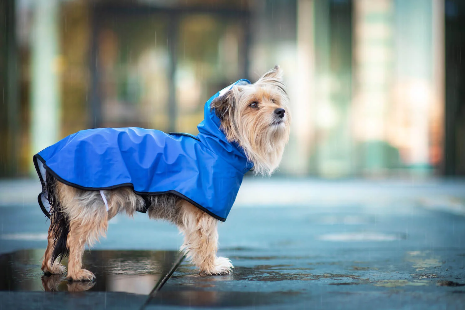 Vsepropejska Zika pláštěnka pro psa Barva: Modrá