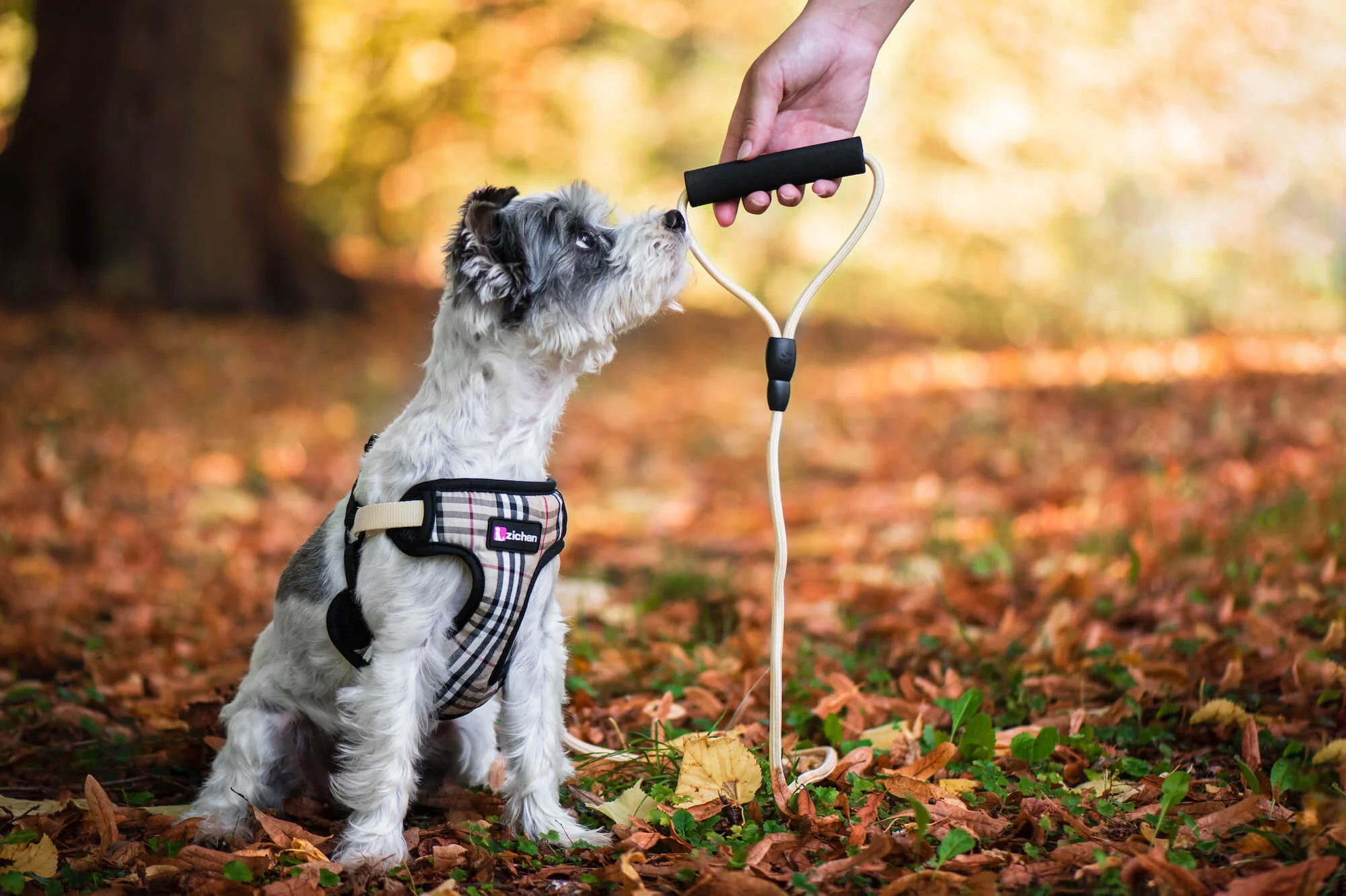 Obvod hrudníku: 37 - 55 cm