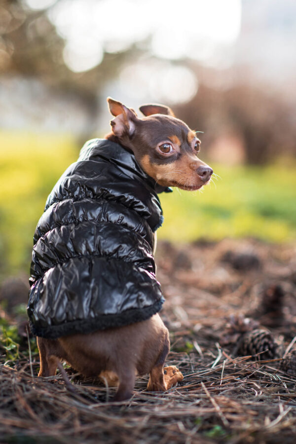 Vsepropejska Warm zimní bunda pro psa s kožichem Barva: Černá
