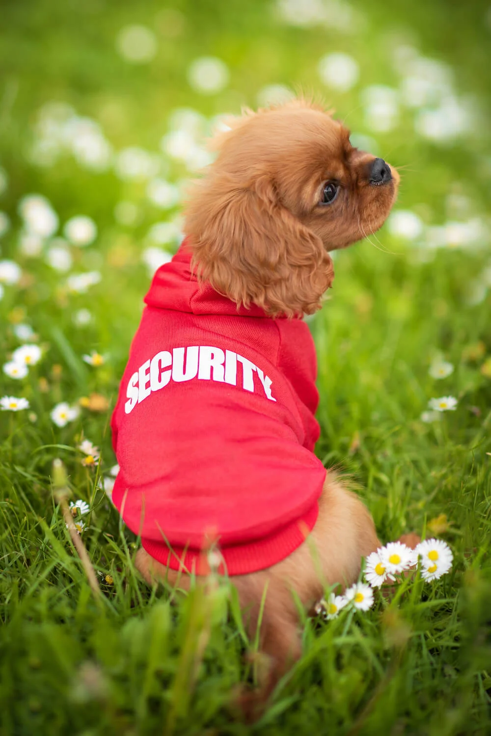 Vsepropejska Zagi sportovní mikina pro psa Barva: Červená