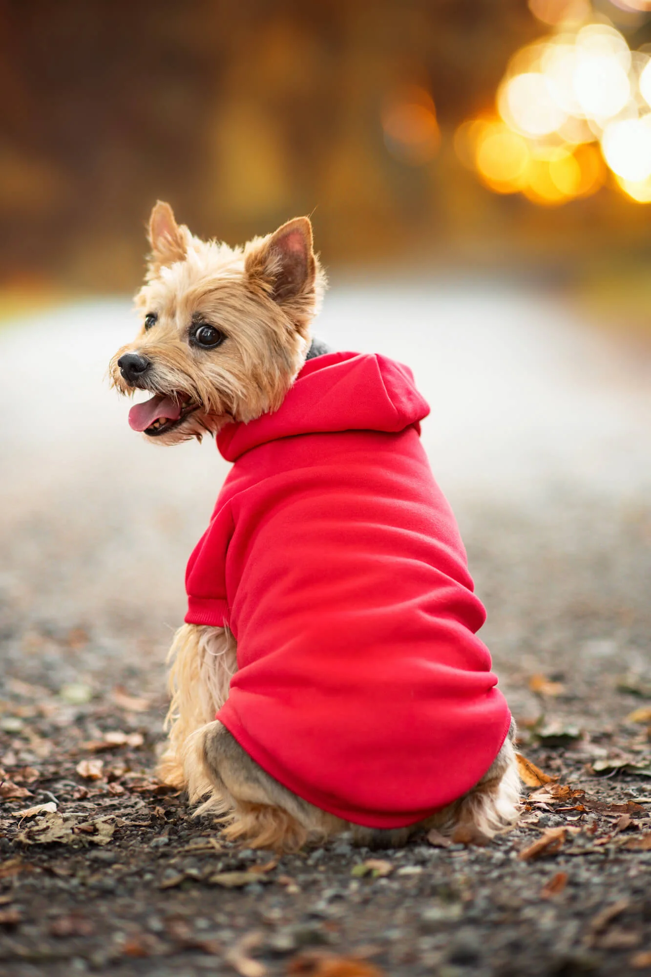 Vsepropejska Zigi červená mikina pro psa Barva: Červená