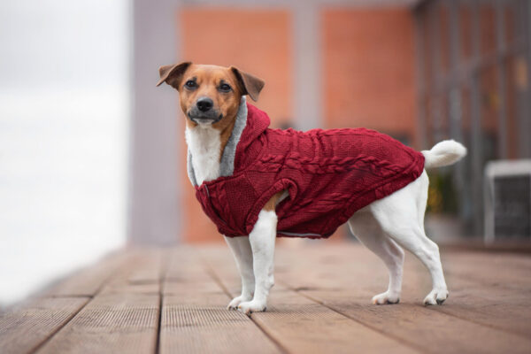 Vsepropejska Argo zateplený svetr pro psa Barva: Vínová