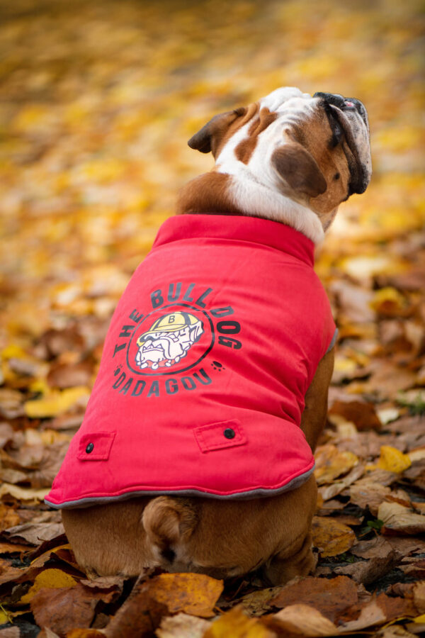 Vsepropejska Bulldog zimní bunda pro psa Barva: Červená