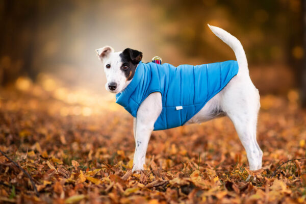 Vsepropejska Color-rainy obleček pro psa na zip Barva: Modrá
