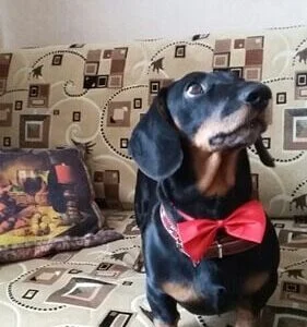 Vsepropejska Gentle červený motýlek pro psa | 20 - 42 cm