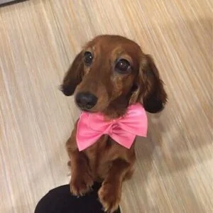 Vsepropejska Gentle růžový motýlek pro psa | 20 - 42 cm