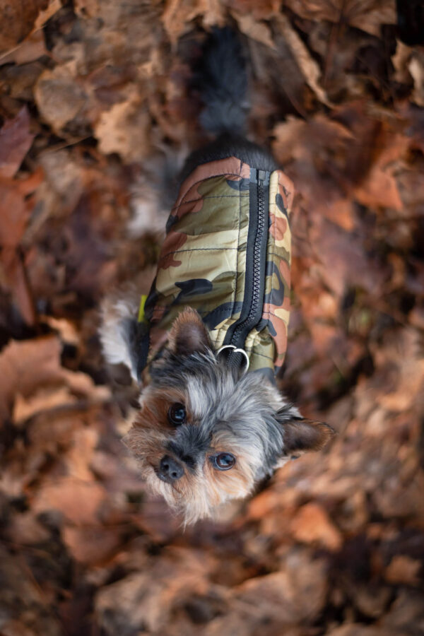 Vsepropejska Knox obleček pro psa na zip Barva: Zelená