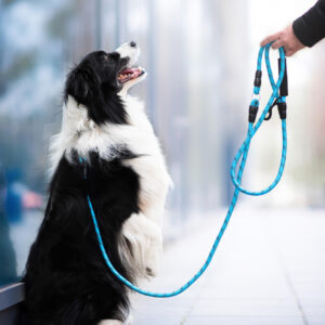 Vsepropejska Moris přepínací vodítko pro psa | 240 cm Barva: Modrá