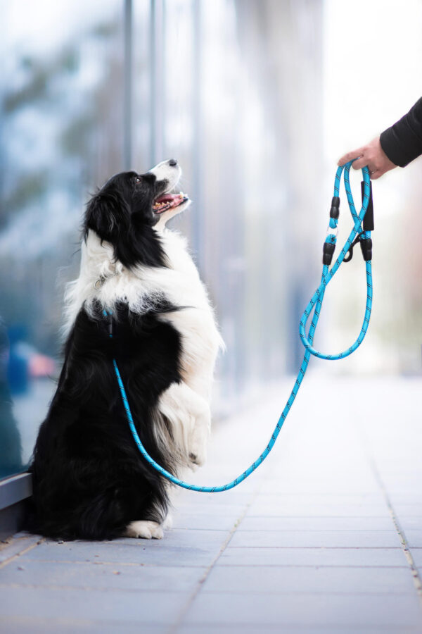 Vsepropejska Moris přepínací vodítko pro psa | 240 cm Barva: Modrá