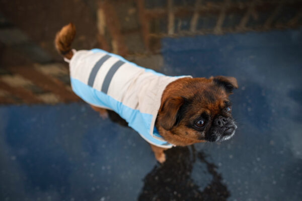 Vsepropejska Roy reflexní pláštěnka pro psa Barva: Modrá